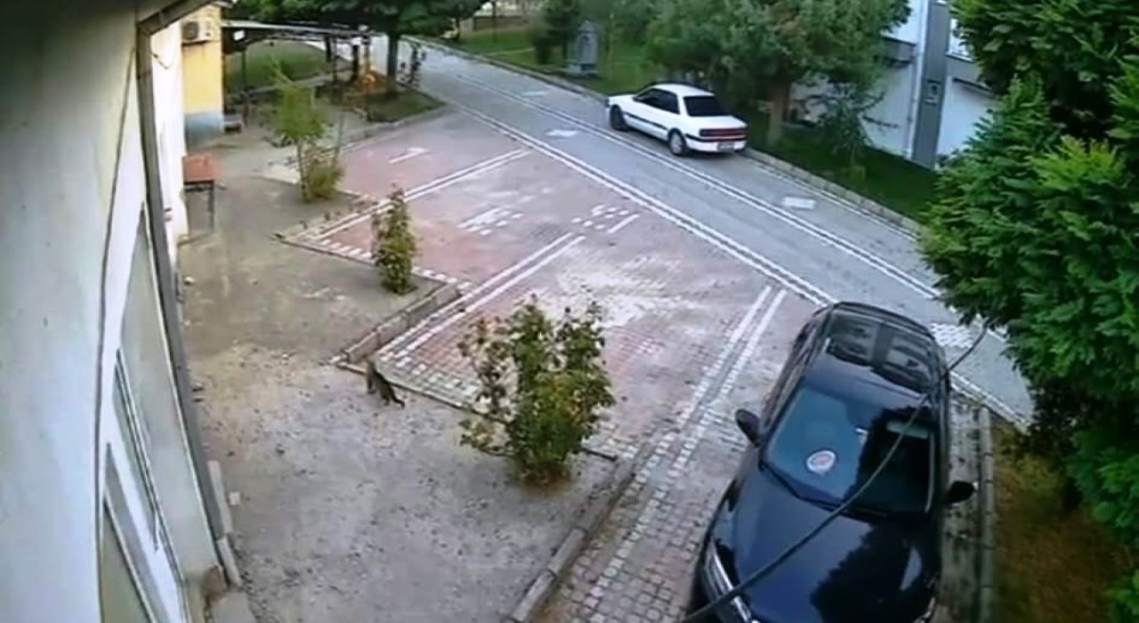 Sındırgıdaki depremi hissederek hızla uzaklaşan kedi kameralara yansıdı