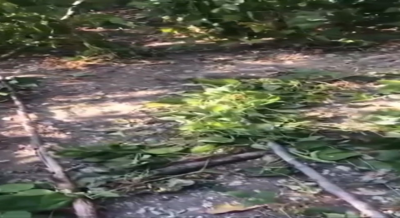 Sinopta ayı tedirginliği