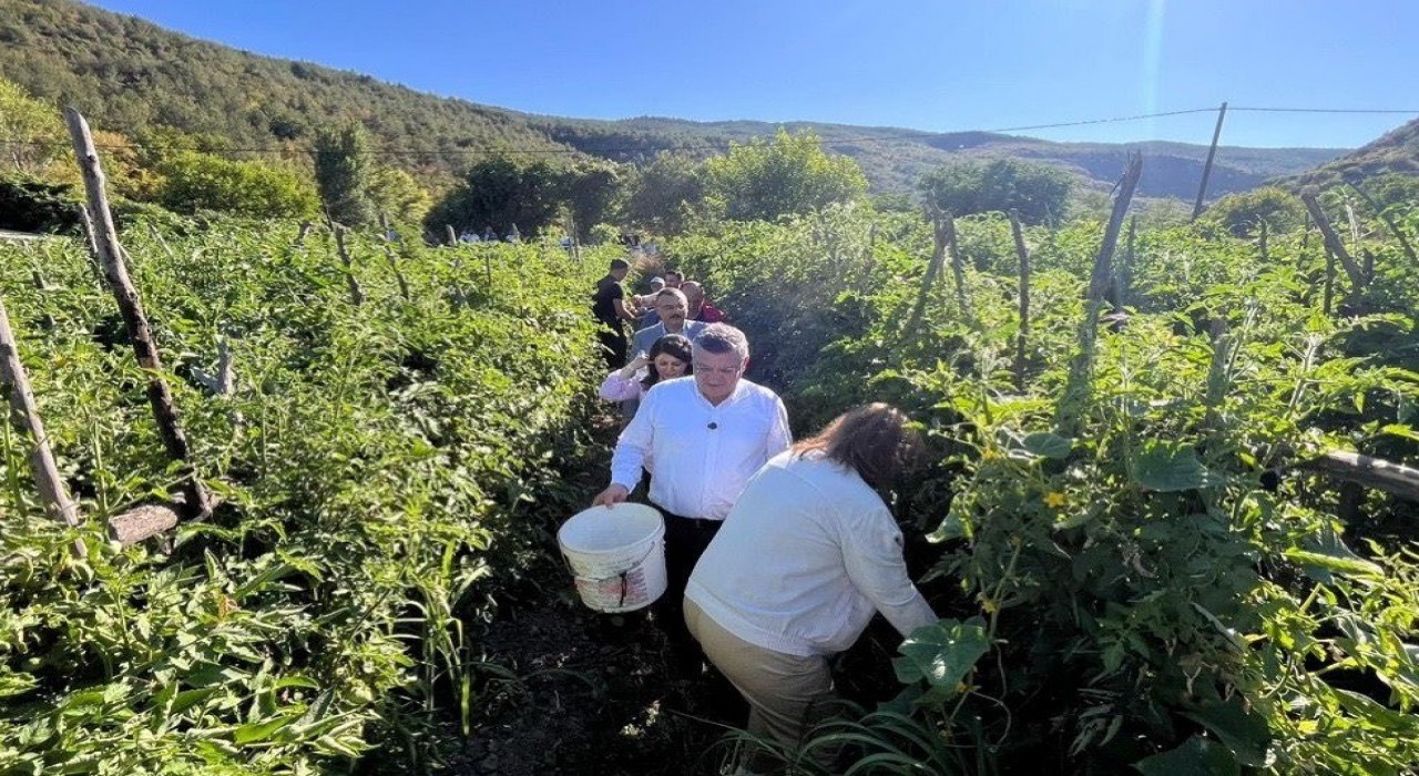 Sinopta coğrafi işaretli Gazidere domatesinde hasat başladı