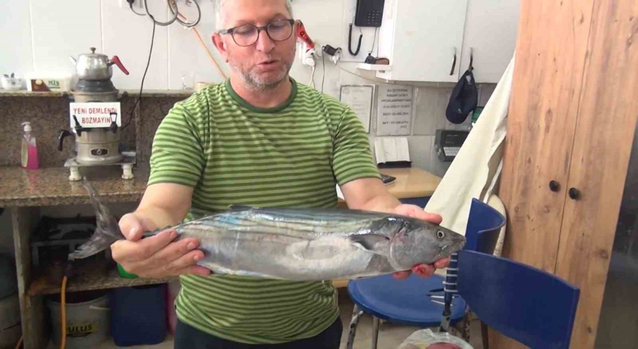 Sinopta tezgahlara yılın ilk torik balığı düştü