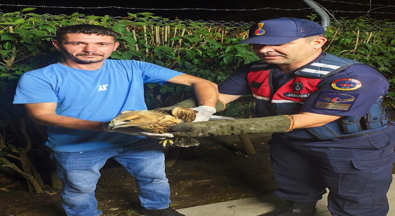 Sinopta yaralı şahine jandarma şefkati