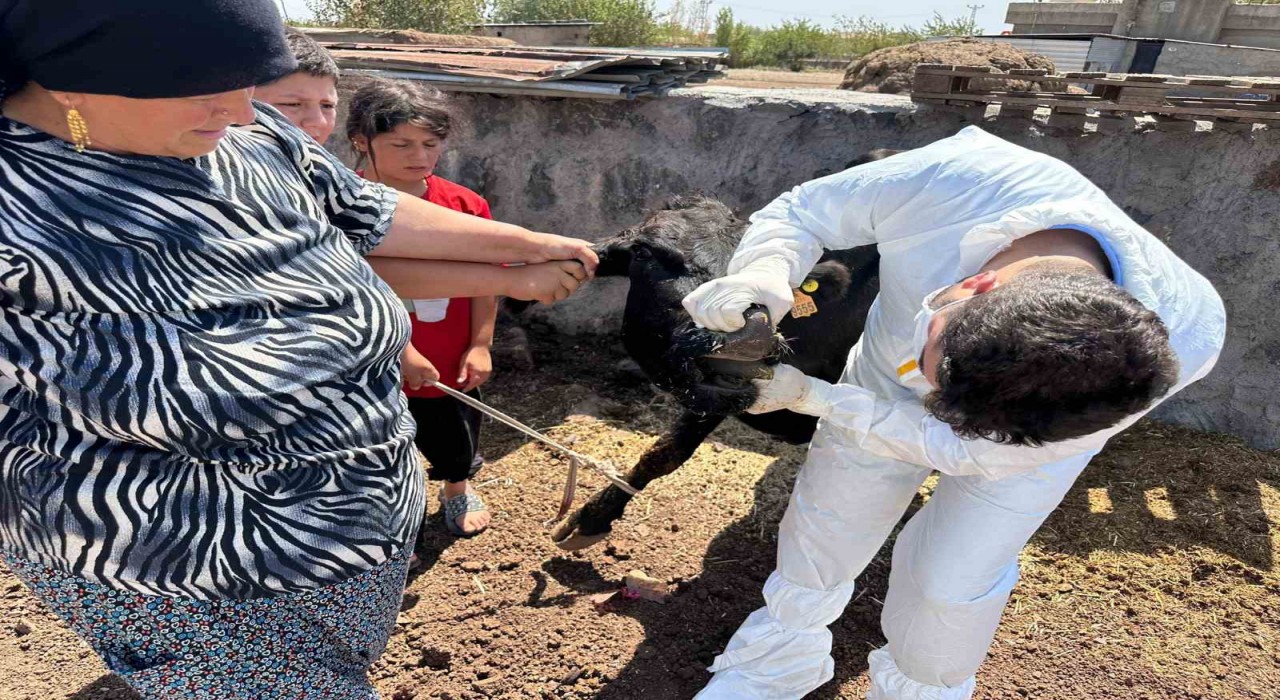 Şırnakta şap hastalığına karşı seferberlik