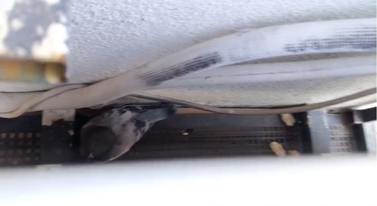 Sivasta klima havalandırmasına sıkışan güvercini itfaiye kurtardı