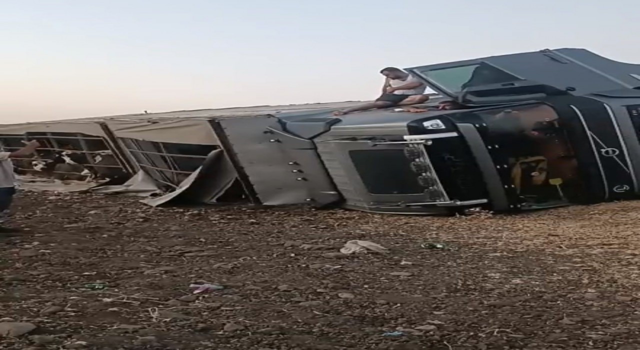 Siverekte büyükbaş hayvan yüklü tır devrildi