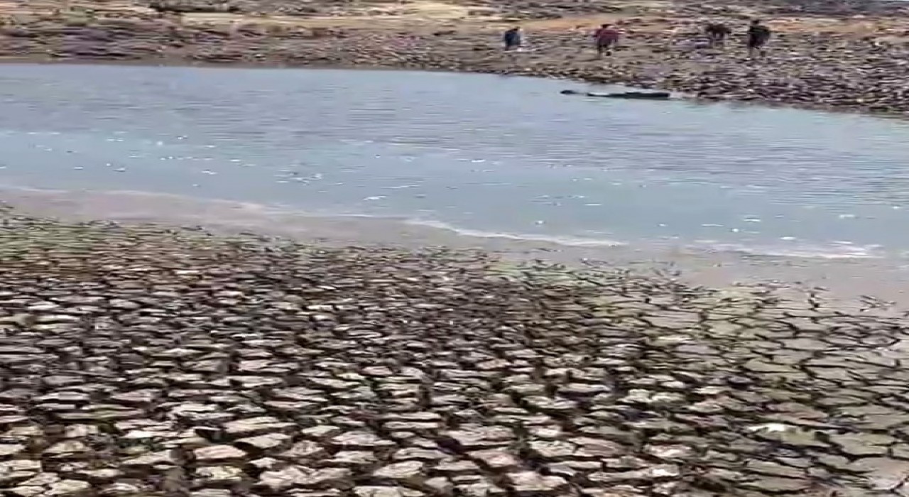 Siverekteki gölette sular çekildi, balıklar telef oldu