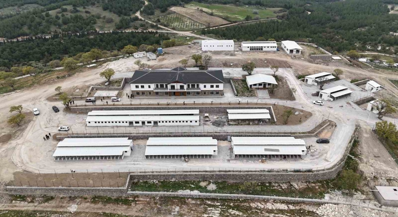 Sokak hayvanları doğal yaşam alanlarına denetim