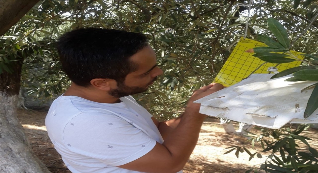 Söke İlçe Tarımdan zeytin sineği uyarısı