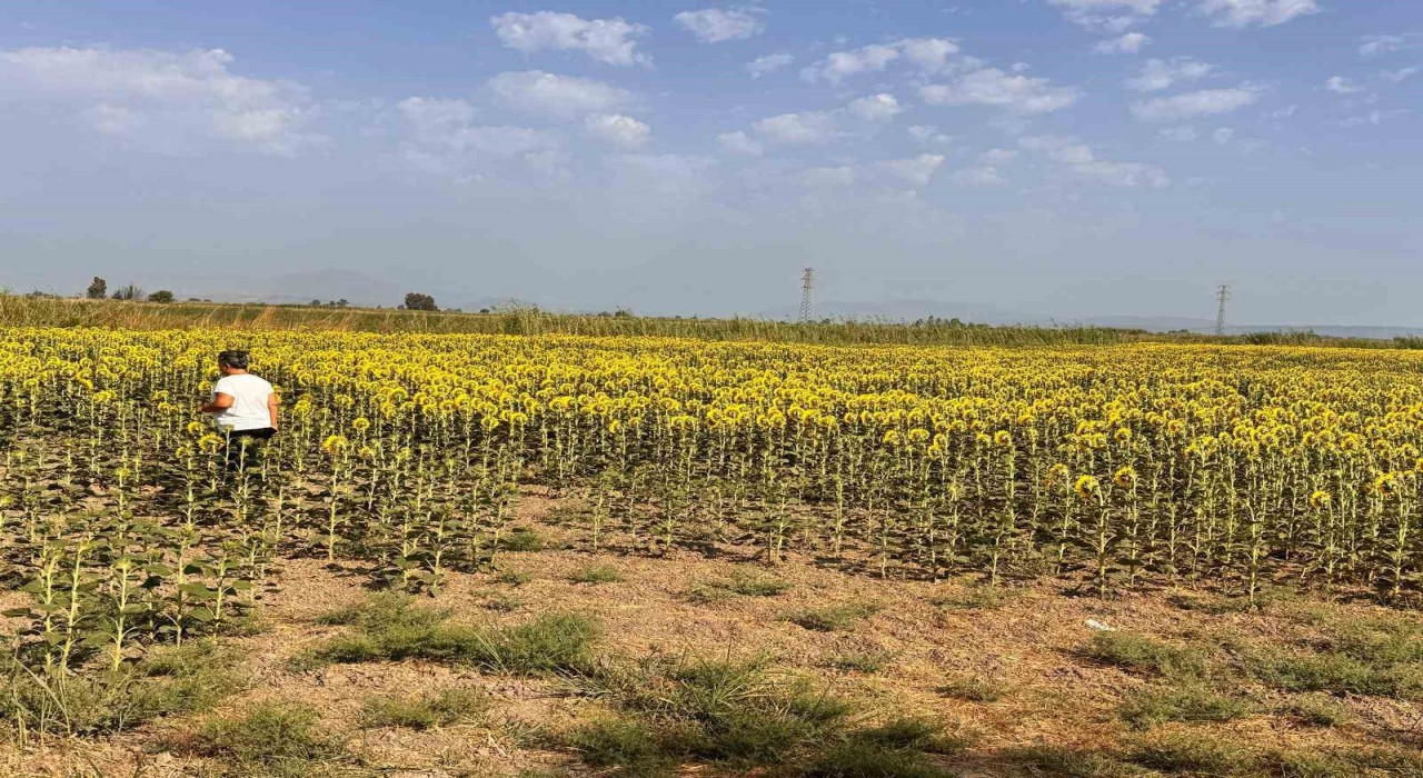 Sökede ayçiçeği tarlaları taranıyor