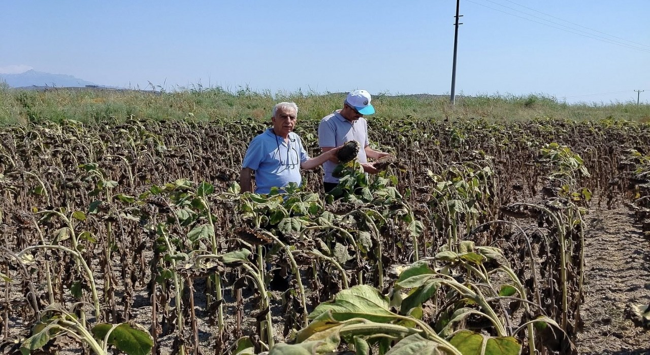 Sökede ayçiçeği veriminin geçmiş yılları geride bırakması bekleniyor