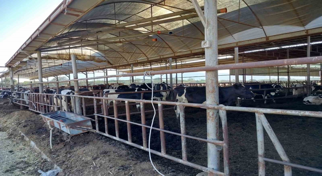 Sökede hastalıktan ari işletmeler denetlendi