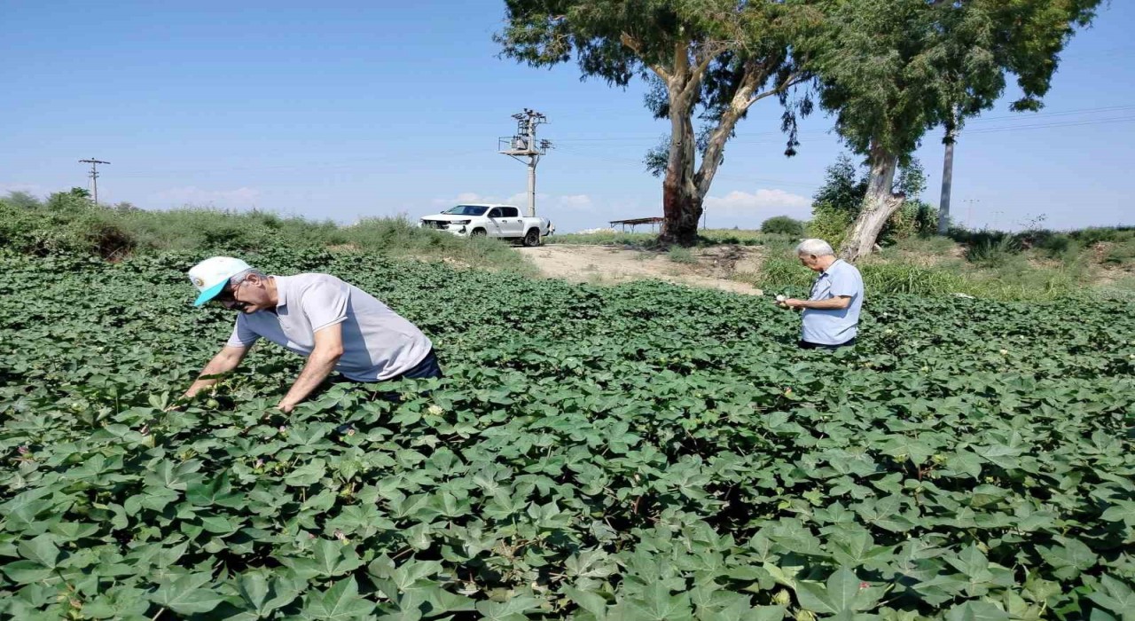 Sökede pamuk tarlalarındaki verim umut veriyor