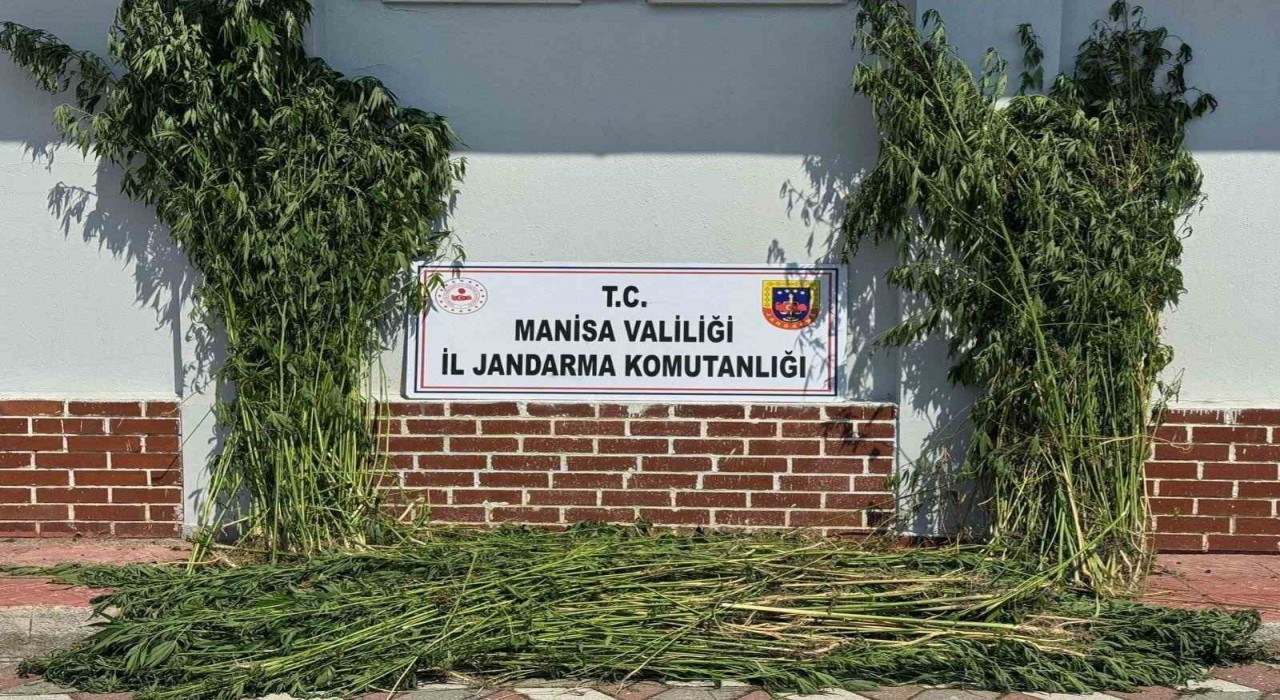 Somada 1.620 kök kenevir ele geçirildi