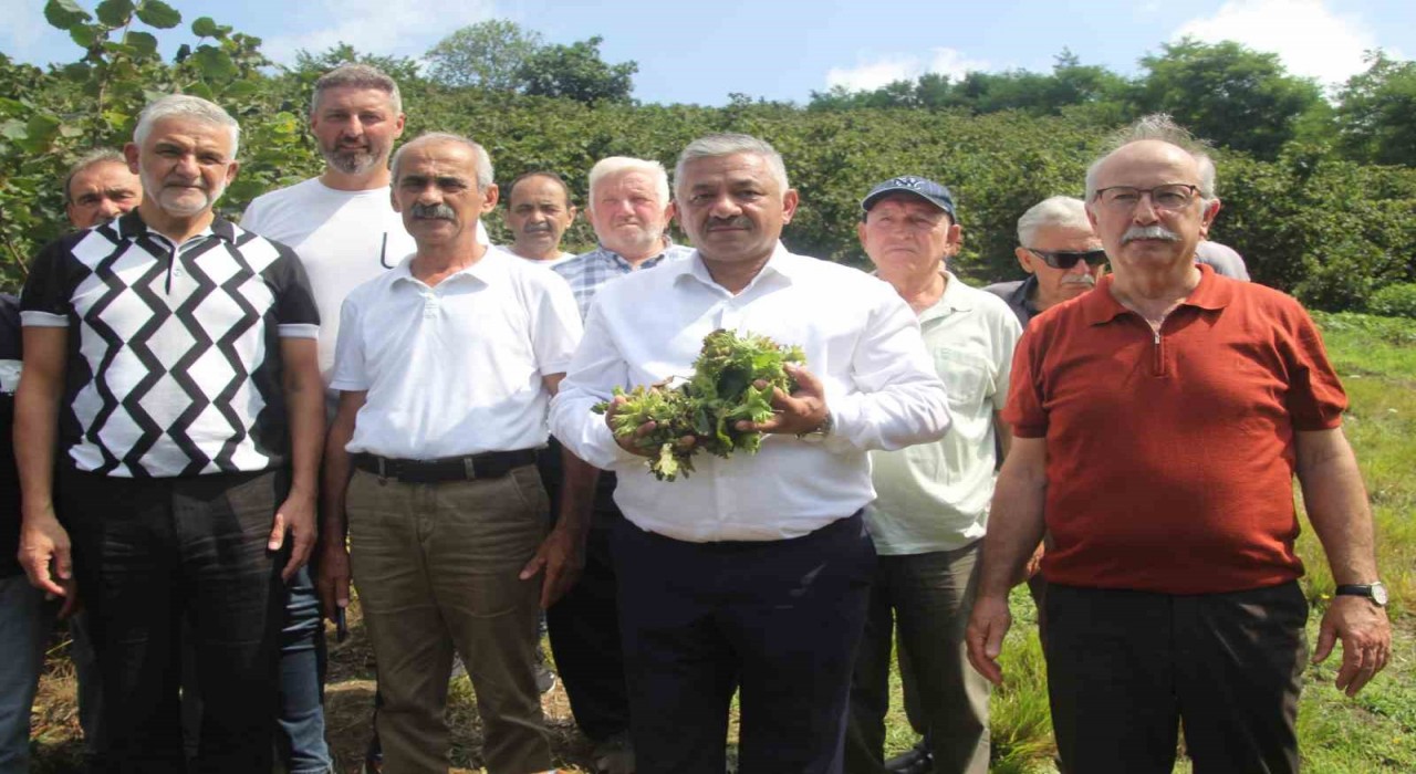 Soydan: Üreticiler kontrollü hareket ederse, fındık fiyatları taban fiyatın üzerine çıkar