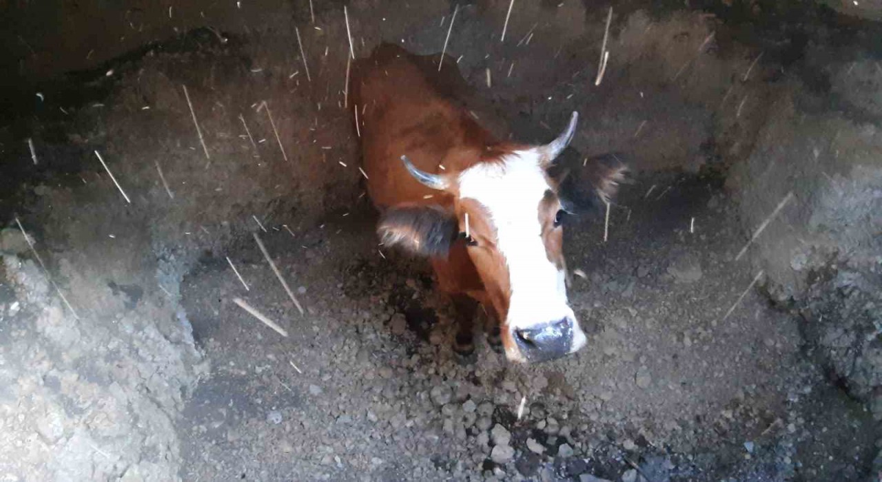 Su kuyusuna düşen inek için kurtarma operasyonu