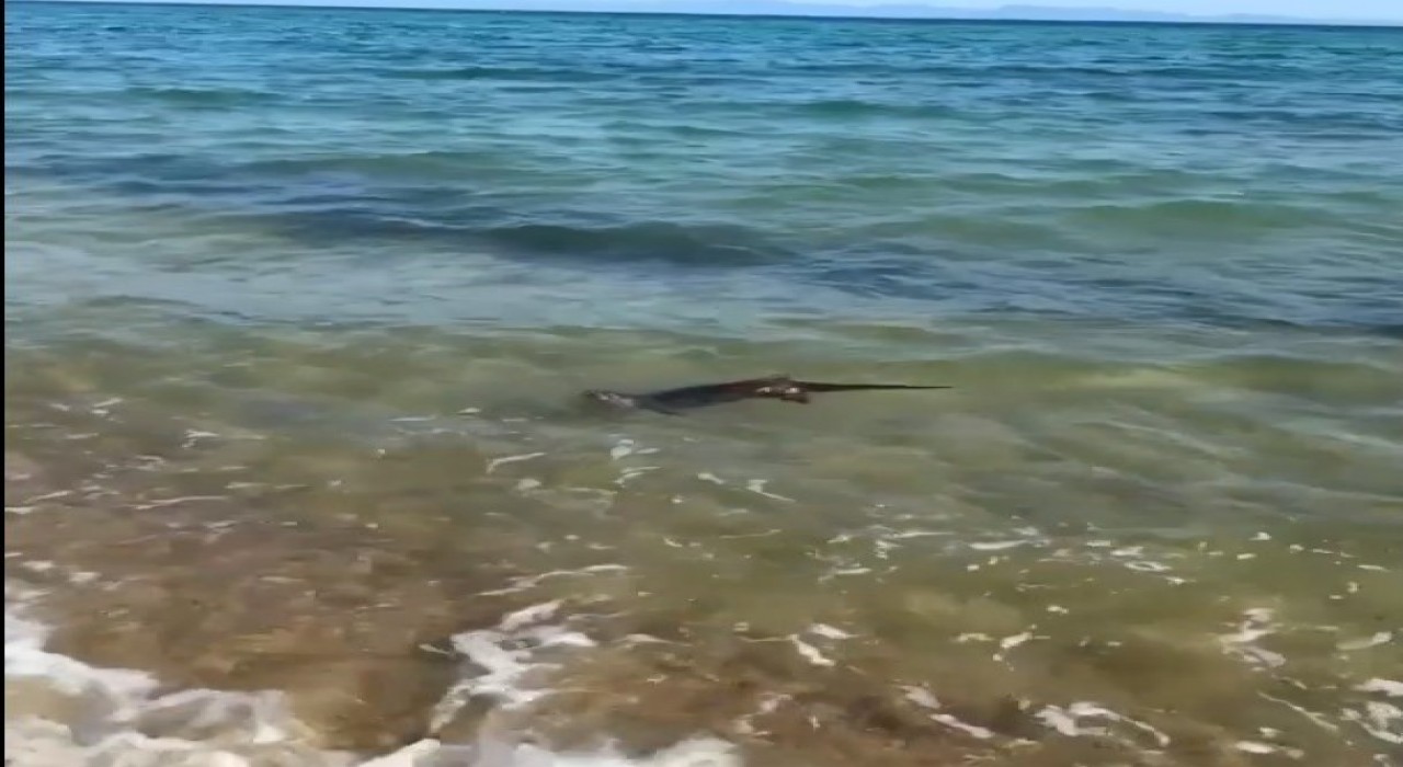 Su samurunun deniz keyfi, tatilciler tarafından görüntülendi