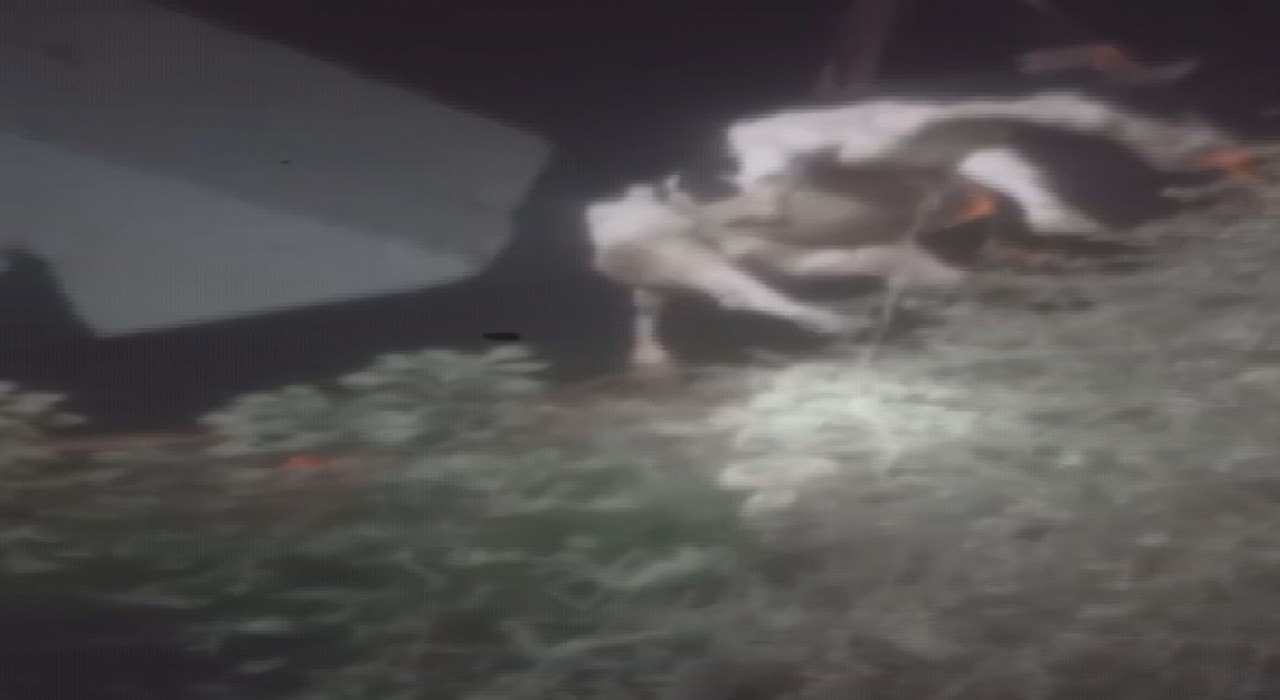 Sulama kanalına düşen ineği itfaiye ekipleri kurtardı