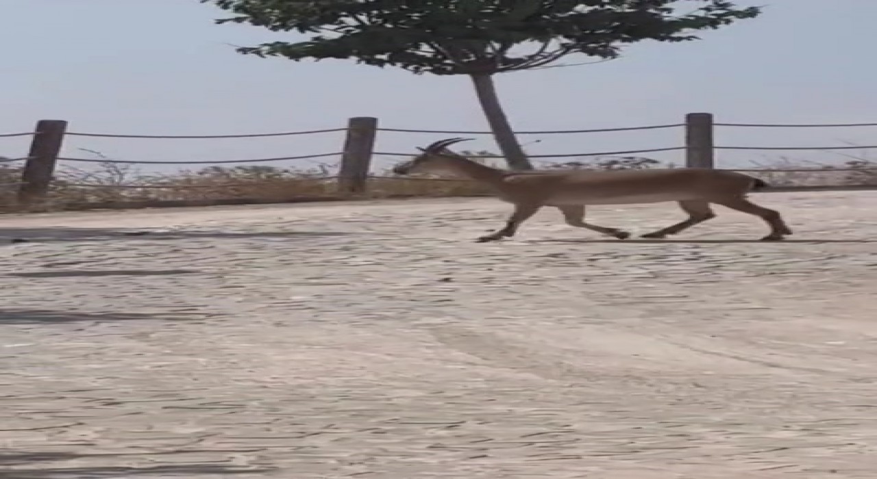 Tarihi Harput Mahallesinde dağ keçileri görüldü