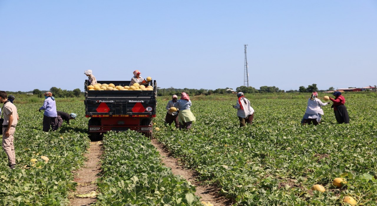 Tarımda planlama eksikliği fiyatları vurdu: Karpuz tarlada 2, markette 8,5 TL
