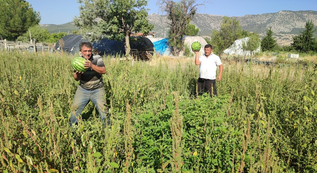 Tarladan kendi toplayana karpuz bedava