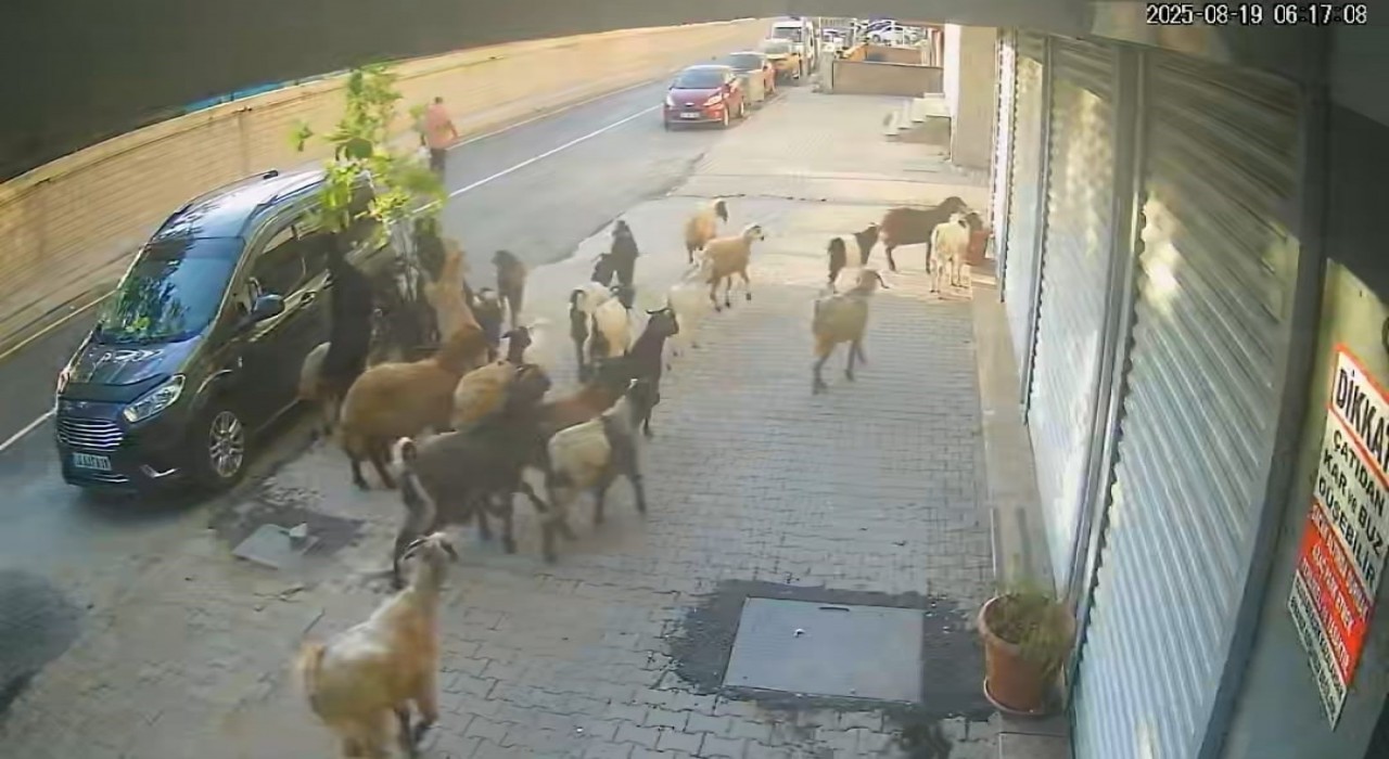 Tatvanda keçinin inadı limon ağacını devirdi