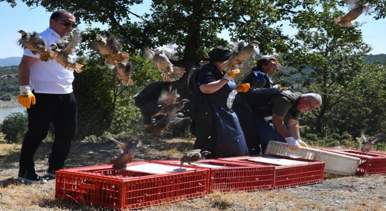 Tavşanlıda 300 kınalı keklik doğaya salındı