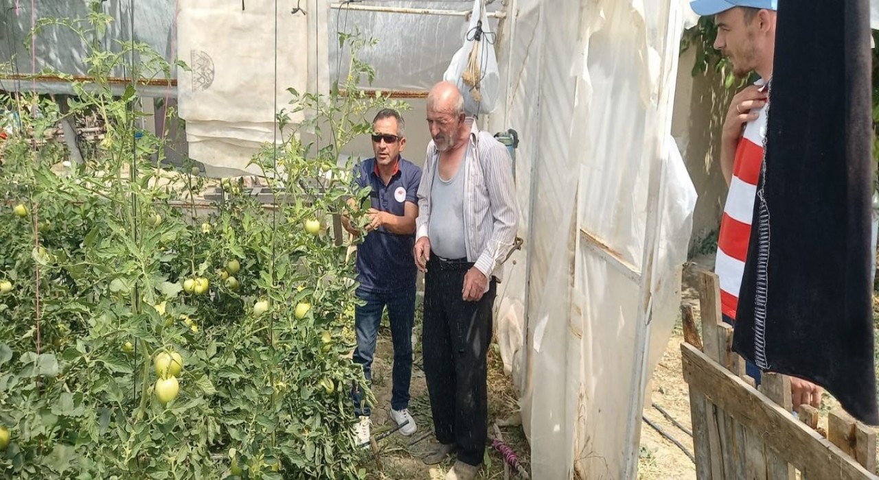 Tavşanlıda seralarda bitki hastalık ve zararlı kontrolleri