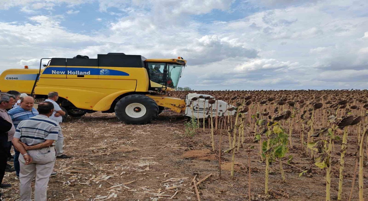 Tekirdağda anıza ekim ayçiçeği projesinde tarla günü düzenlendi