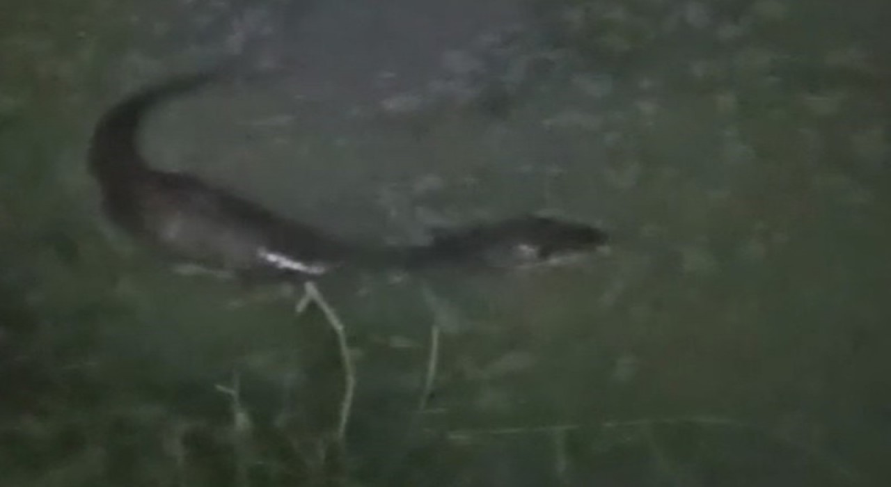 Tekirdağda derede balık avlayan su samuru görüntülendi