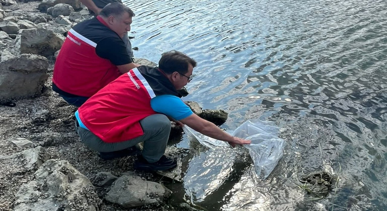 Tekirdağda göletlere 975 bin sazan yavrusu bırakıldı