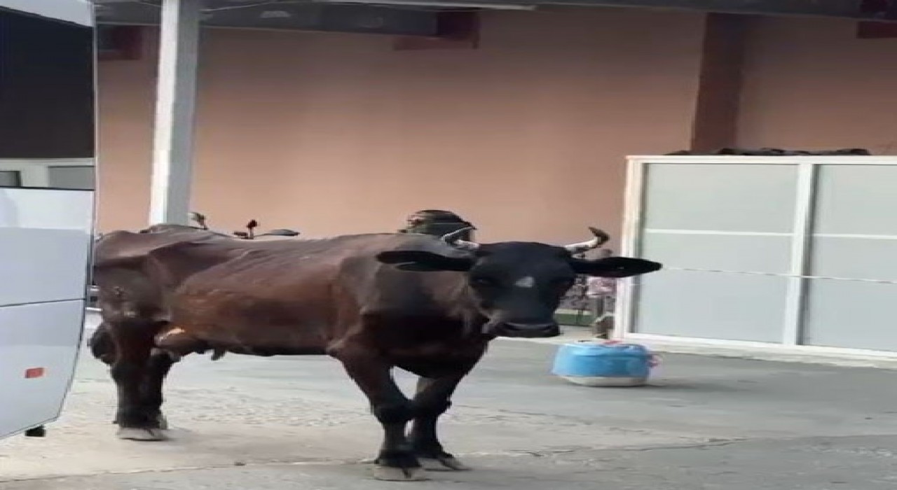 Tekirdağda hastaneye gelen inek gülümsetti