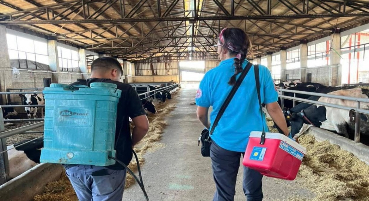 Tekirdağda hayvan hastalıklarıyla mücadelede aşılama çalışmaları sürüyor