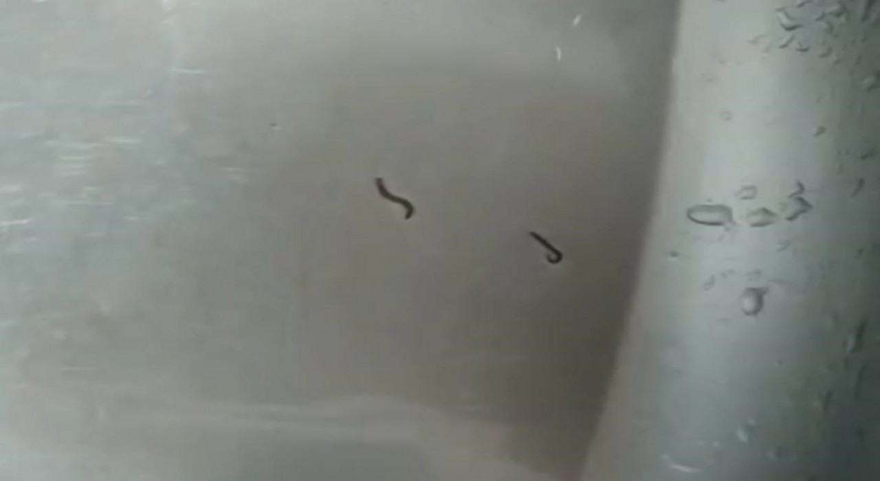 Tekirdağda içme suyu şebekesinden kurtlar çıktı