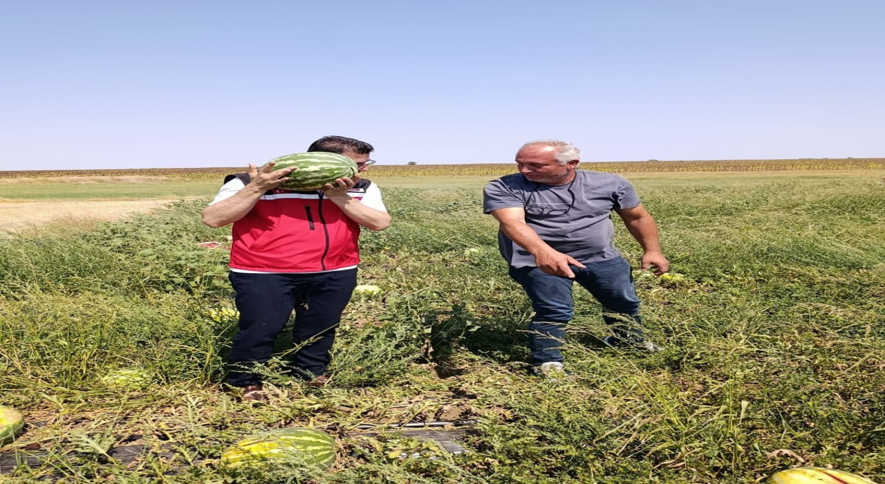 Tekirdağda karpuz üretimine yakından takip