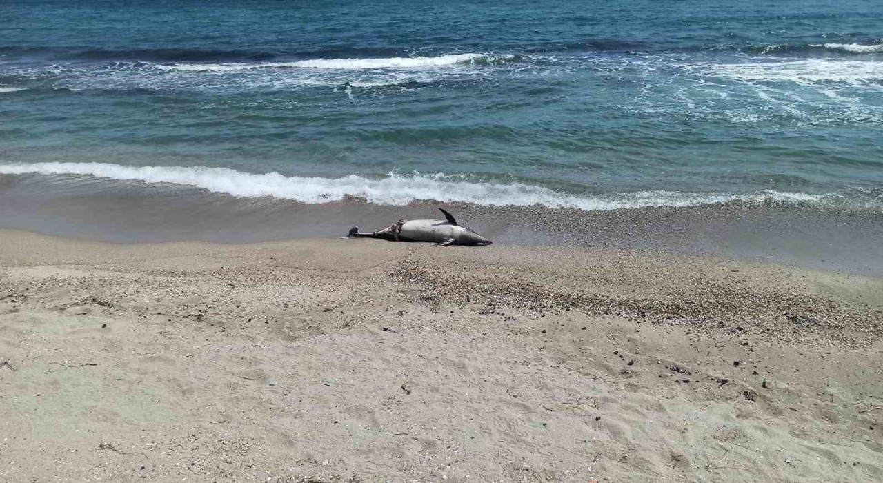 Tekirdağda ölü yunus sahile vurdu