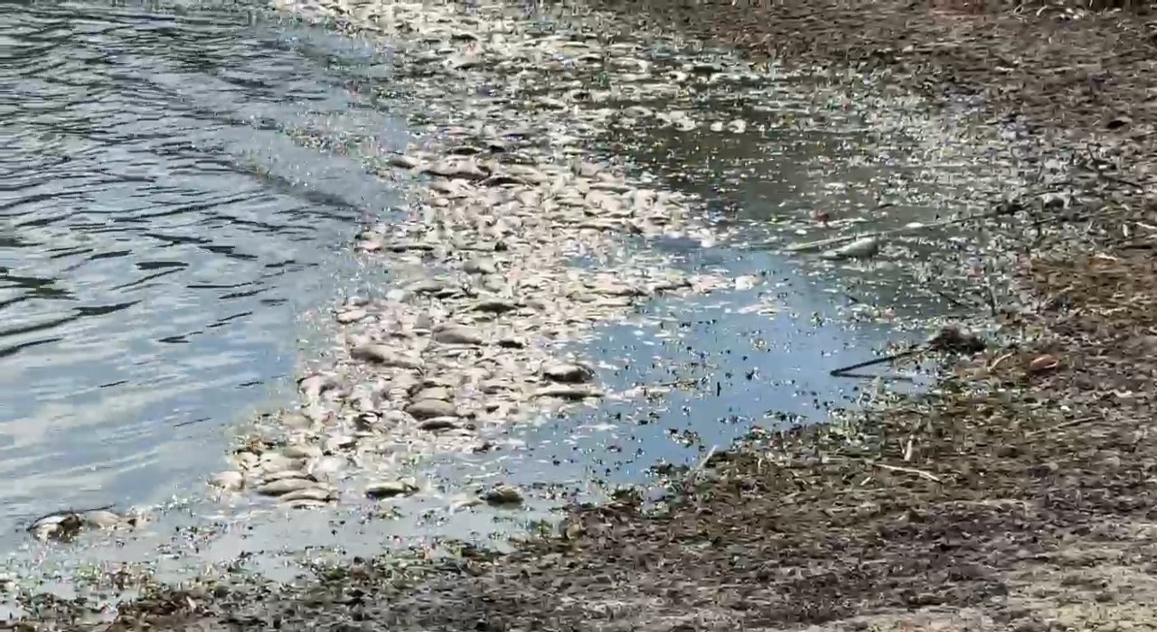 Tekirdağda su seviyesi azalan gölette balık ölümleri meydana geldi