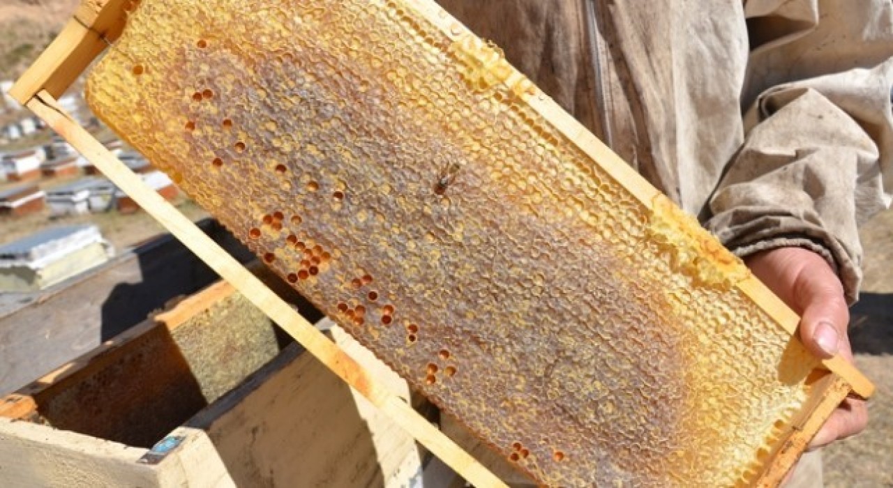 Tercanda arıcıların bal hasadı