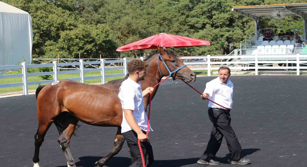 TİGEMin en yüksek bedelli tayı e-satışla satıldı