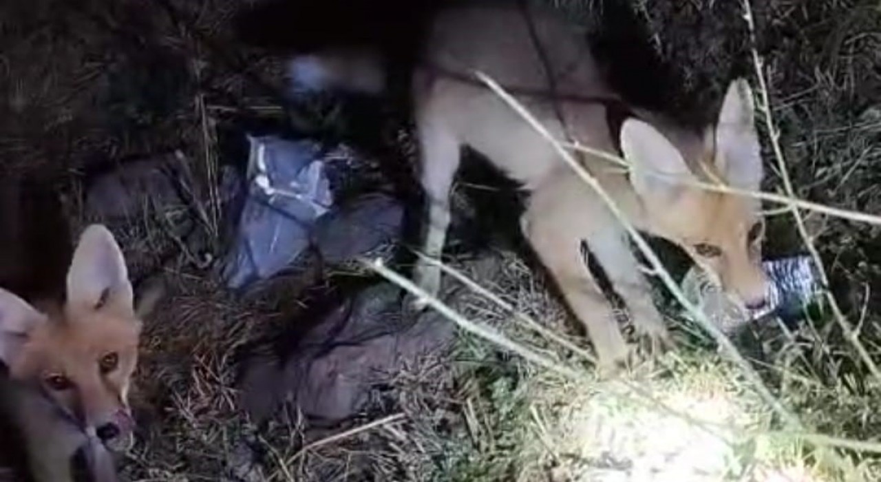 Tilki ile arıcının gülümseten anları: Gel aşure yiyin gel