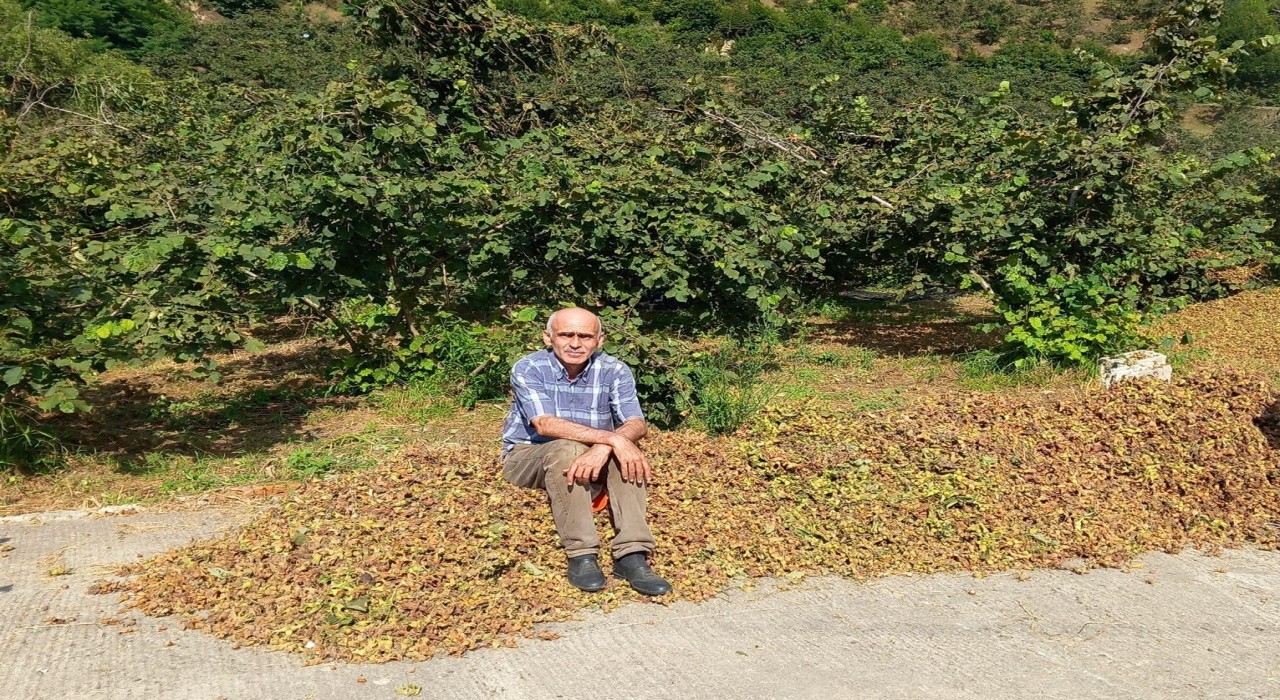 TMO 2025 fındık fiyatlarını açıkladı, gözler serbest piyasada