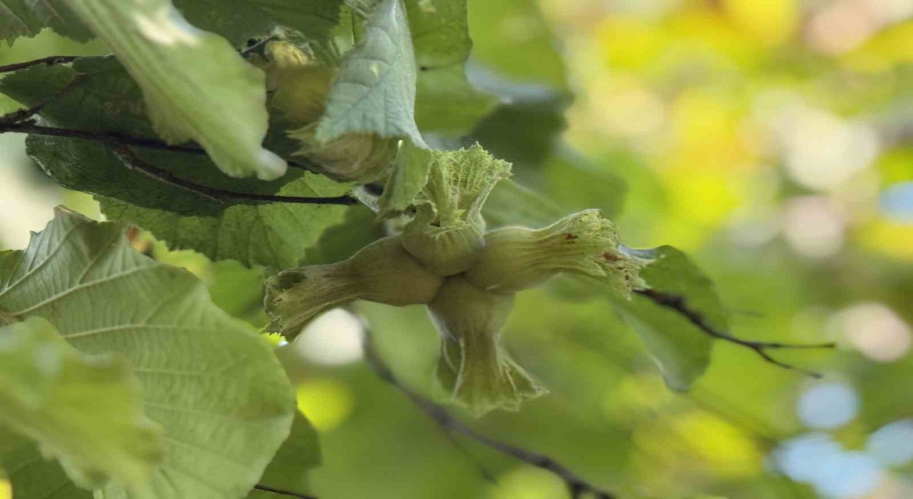 TMO fındık alım esaslarını açıkladı