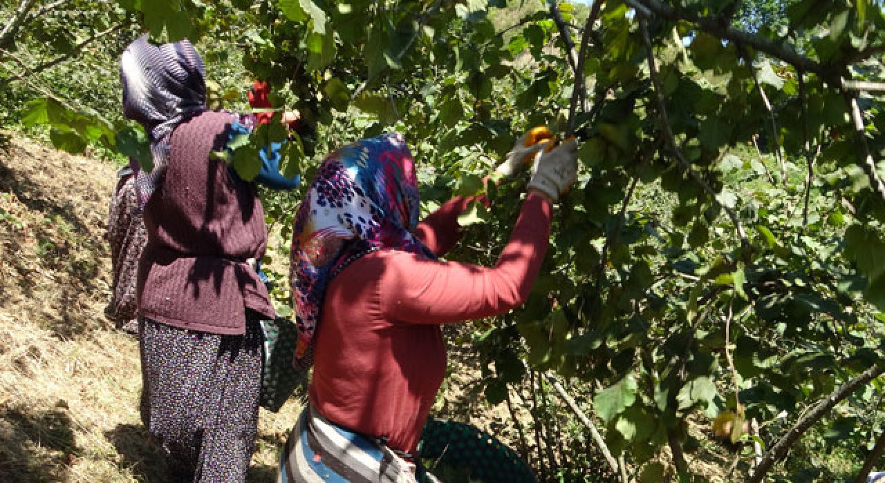 TMO'nun 2025 Fındık Fiyatı Açıklandı