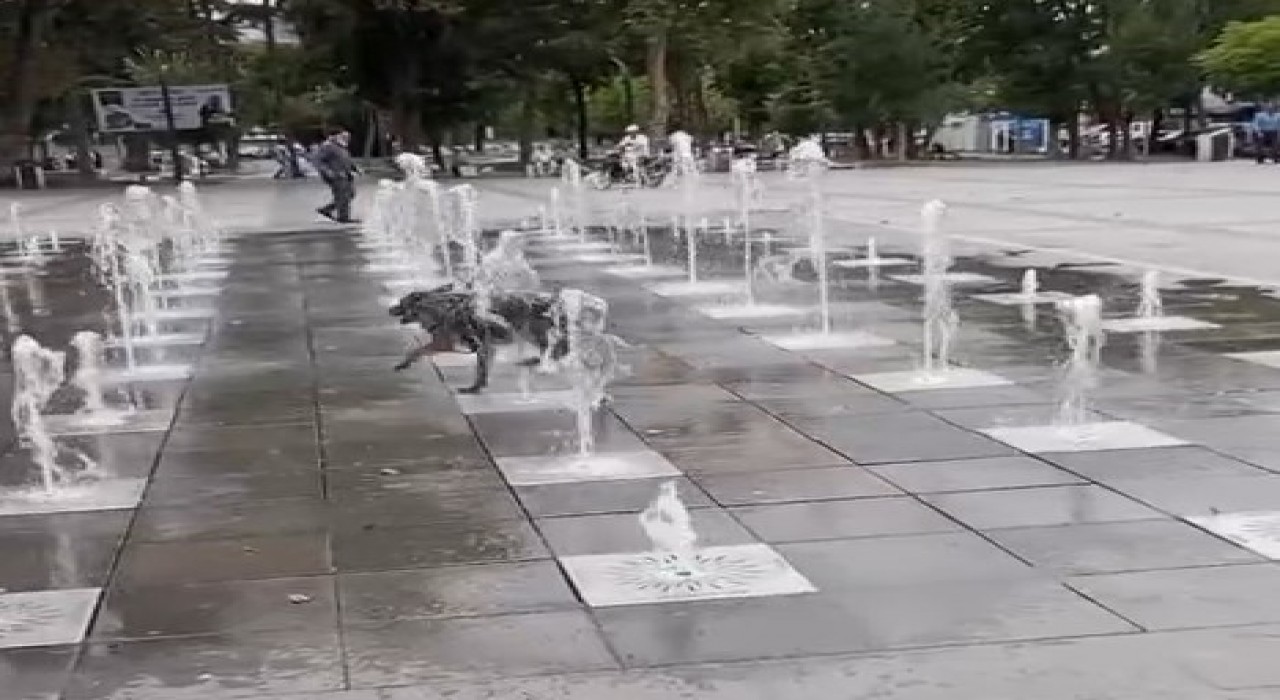 Tokatta sıcaklardan bunalan köpek süs fıskiyesinde serinledi