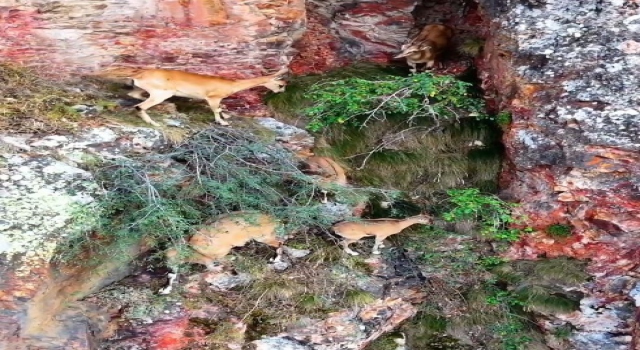 Torul Kalesinin kayalıklarında yaban keçileri görüntülendi