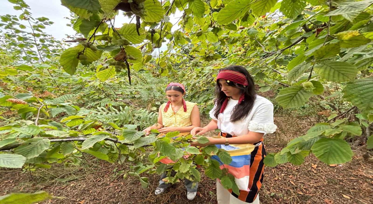 Trabzonda coğrafi işaretli Arsin Foşa fındığının hasadı başladı