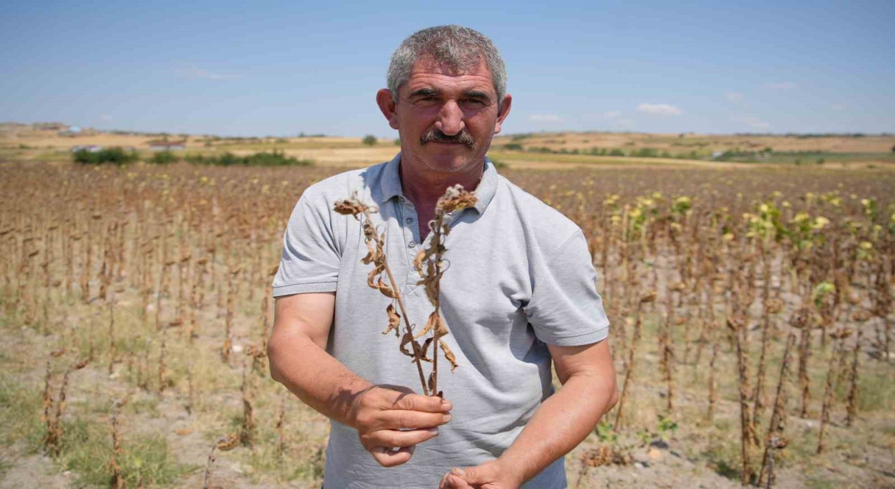 Trakya Birlikin ayçiçeği avans fiyatına tepki: Çiftçi şokta