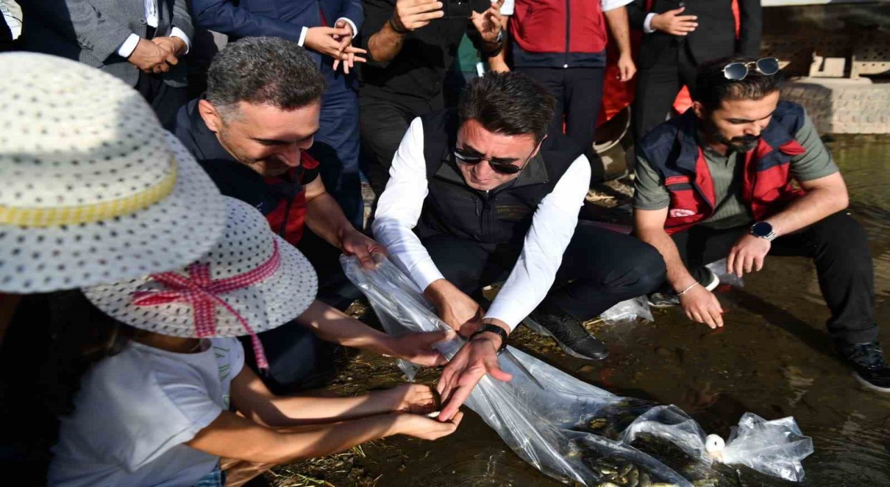 Tuncelide 850 bin adet balık suyla buluşturuldu