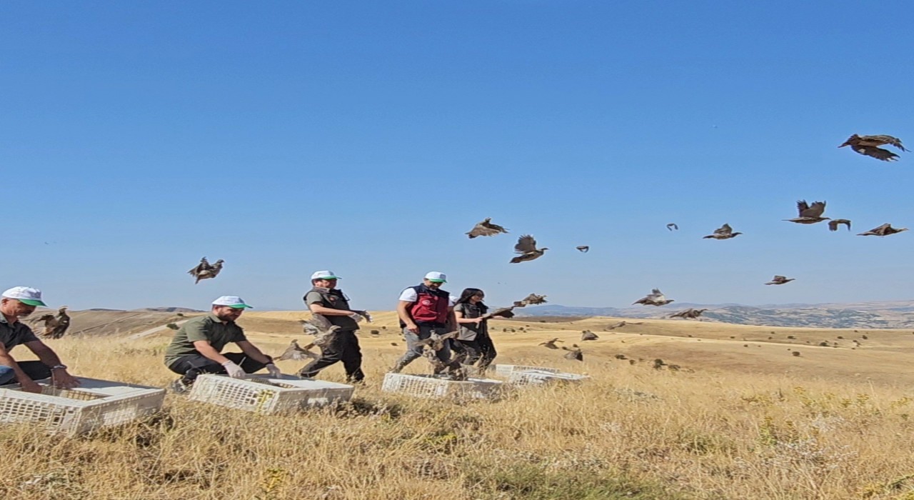 Tuncelide doğaya 200 kınalı keklik salındı