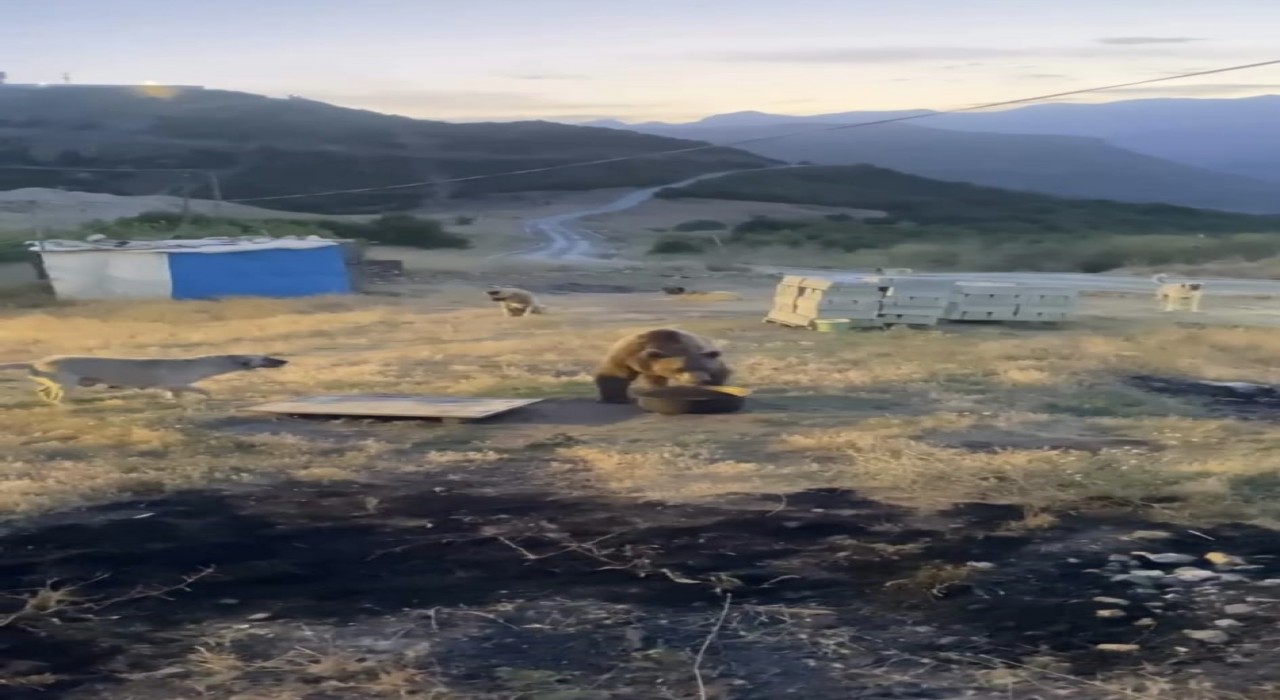 Tuncelide karakolun davetsiz misafiri: Bozayı