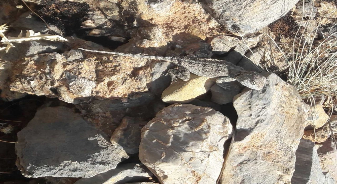 Tuncelide kırmızı listede bulunan ‘Bozkır Keleri görüldü