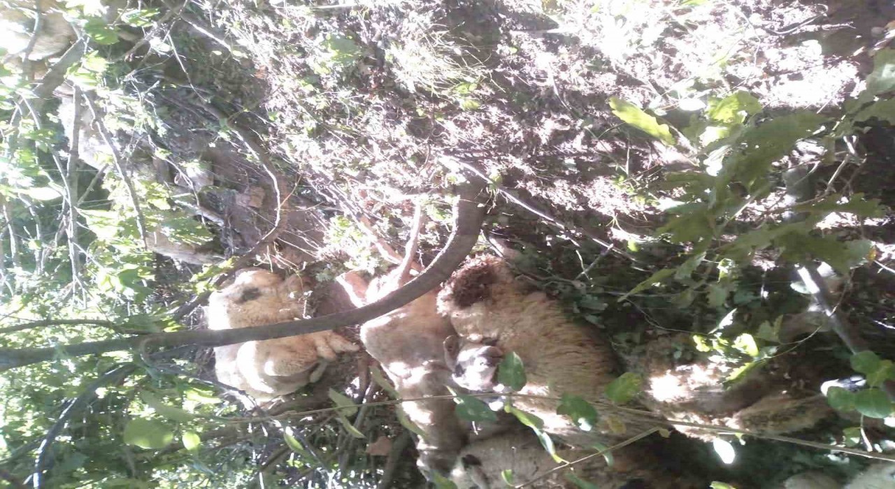 Tuncelide kurt saldırısı sonucu oluşan izdihamda 30 koyun telef oldu